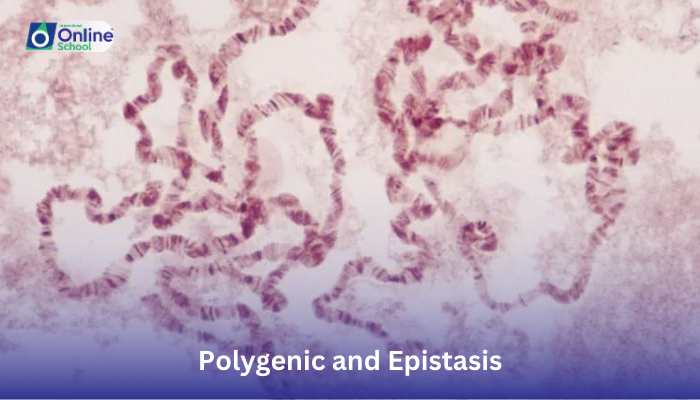Lesson 19: Explanation of Polygenic and Epistasis